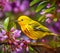 Bird Photography Beautiful Yellow warbler, generative AI