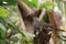 Bird photography Bird Sitting on a Tree stock image