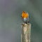 Bird photography, European robin, sitting on a stick.