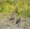 Bird Photography, Outdoor Wildlife, Nature, Sand Hill Cranes