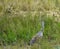 Bird Photography, Sandhill Cranes, Canadian Geese, Wildlife Portraits, Outdoor Wetlands, Nature Refuge