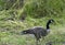 Bird Photography, Sandhill Cranes, Canadian Geese, Wildlife Portraits, Outdoor Wetlands, Nature Refuge