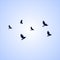 bird pictute icon isplated on a blue background