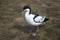 Bird pied Avocet, Pied avocet standing in the water. Birds, ornithology,