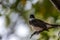 Bird (Pied Fantail Flycatcher) on a tree