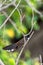 Bird (Pied Fantail Flycatcher) on a tree