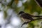 Bird (Pied Fantail Flycatcher) on a tree