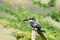 Bird (Pied kingfisher ) , Thailand