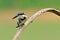 Bird (Pied kingfisher ) , Thailand