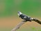 Bird (Pied kingfisher) , Thailand