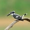 Bird (Pied kingfisher) , Thailand