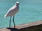 Bird on pier of Sharky\\\'s Beach Venice Florida United States