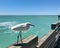 Bird on pier of Sharky\\\'s Beach Venice Florida United States