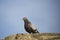 Bird a pigeon city sits on a roof