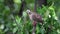Bird Pigeon, Dove or Disambiguation in a nature