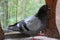 Bird pigeon on the feeder