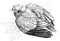 bird, pigeon, graphics, ink. The dove sits with its wings spread slightly. monochrome graphics, freehand drawing, sketch