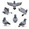 Bird Pigeon Poses Cartoon Vector Illustration