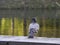 a bird pigeon sits on a parapet on the shore of a lake