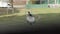 bird pigeon sitting on a lamppost, summer