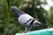 bird pigeon sitting standing on roof green blue bar racer homing