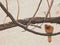 bird pigeon tree desert branch texture animal feather