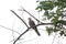 Bird, pigeon, on tree, different color