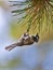 Bird on the Pine tree