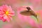 Bird with pink flower. Hummingbird Brown Inca, Coeligena wilsoni, flying next to beautiful pink bloom, Colombia. Bird in the