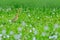 Bird in pink hyacinth flower. Heron in green vegetation, Bundala National Park, Sri Lanka, Asia. Beautiful wildlife scene from Asi