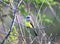 Bird pitangus sulphuratus on dry branch