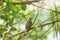 Bird (Plaintive Cuckoo) in a nature wild