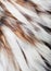 Bird plumage background, macro photo