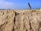 Bird plume on the sand