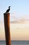 Bird on pole