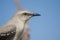 Bird portrait