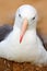 Bird portrait. Albatross sitting on the cliff. Albatross from Falkland Island. Portrait of sea bird in the nature habitat. Beautif