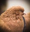 Bird portrait. Dove head. Poultry keeping. Divorce of pigeons