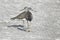 Bird:Portrait of Pair of Sandpipers