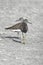 Bird:Portrait of Pair of Sandpipers