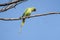 Bird:Portrait of a Rose Ringed Parakeet Perched on Branch of a Tree