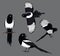 Bird Poses Black-Billed Magpie Vector Illustration