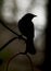 A bird poses in profile as it sits atop a feeder.