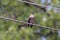 Bird on power line