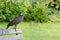 Bird of pray on bench at urban park , Bath