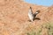 Bird of pray in Namibia