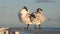 Bird preening its feathers. The royal terns. Scientific name: Thalasseus maximus, Sterna maxima. Winter plumage.