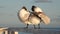 Bird preening its feathers. The royal terns. Scientific name: Thalasseus maximus, Sterna maxima. Winter plumage.