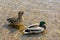 Bird preening its feathers in shallow water. two ducks in pond in park in morning light