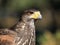 Bird of prey adult Red Kite watching Milvus Milvus